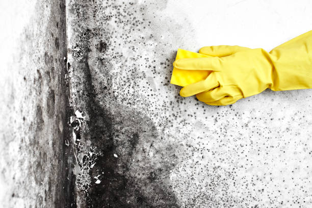 Ohkay Owingeh, NM Mold Remediation Company