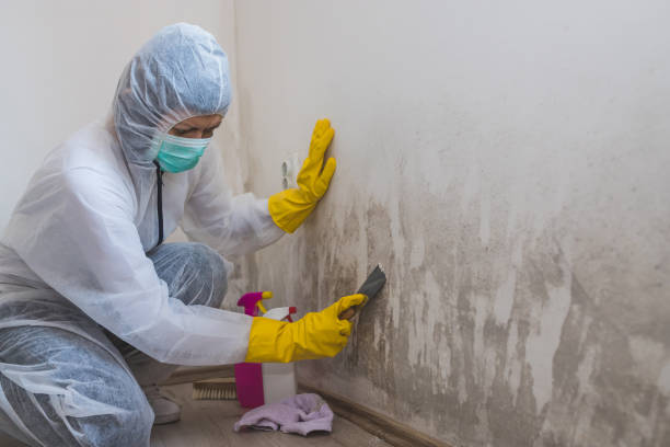 Best DIY Mold Remediation Support Services in Ohkay Owingeh, NM