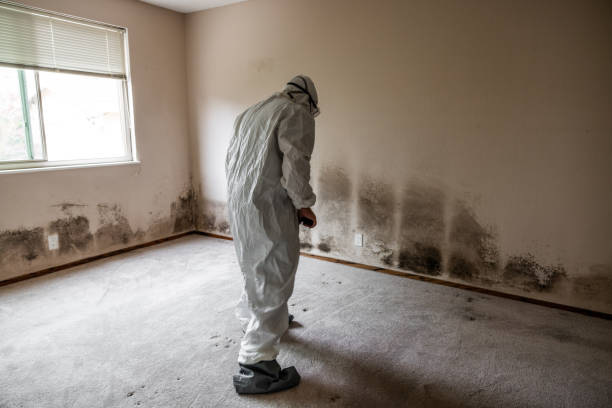 Best Attic Mold Remediation in Ohkay Owingeh, NM