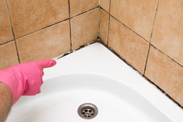 Best Industrial Mold Remediation in Ohkay Owingeh, NM